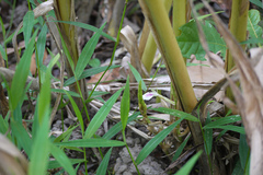 Elettaria cardamomum